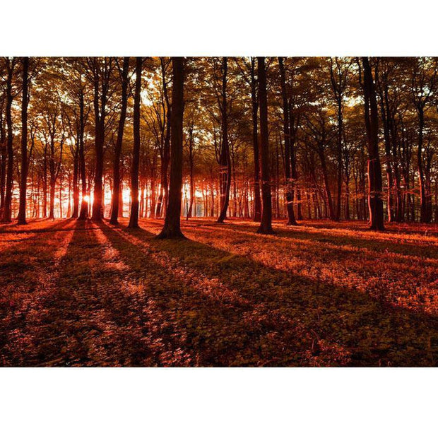 Peel & Stick Forest XXL Wall Mural - Autumn Morning - Removable Wall Decals