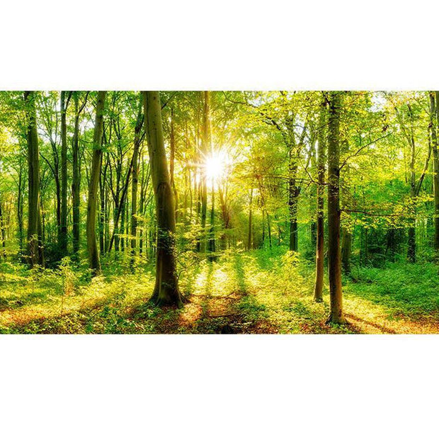 Peel & Stick Forest XXL Wall Mural - Forest Rays - Removable Wall Decals