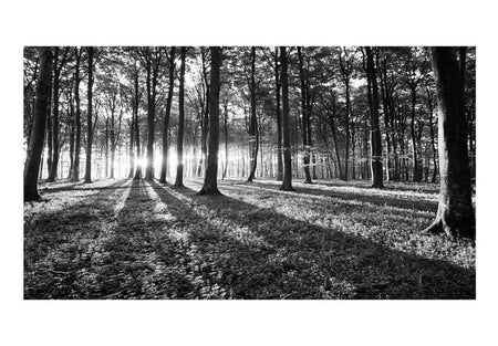 Peel & Stick Forest XXL Wall Mural - Grey Wilderness - Removable Wall Decals