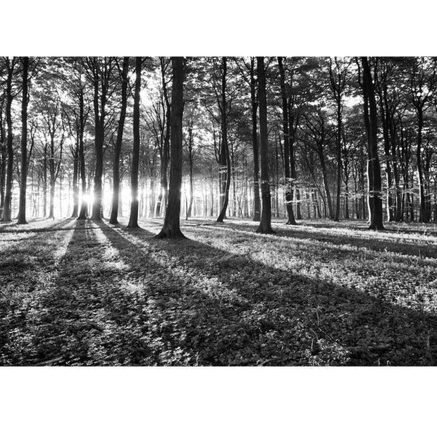 Peel & Stick Forest XXL Wall Mural - Grey Wilderness - Removable Wall Decals