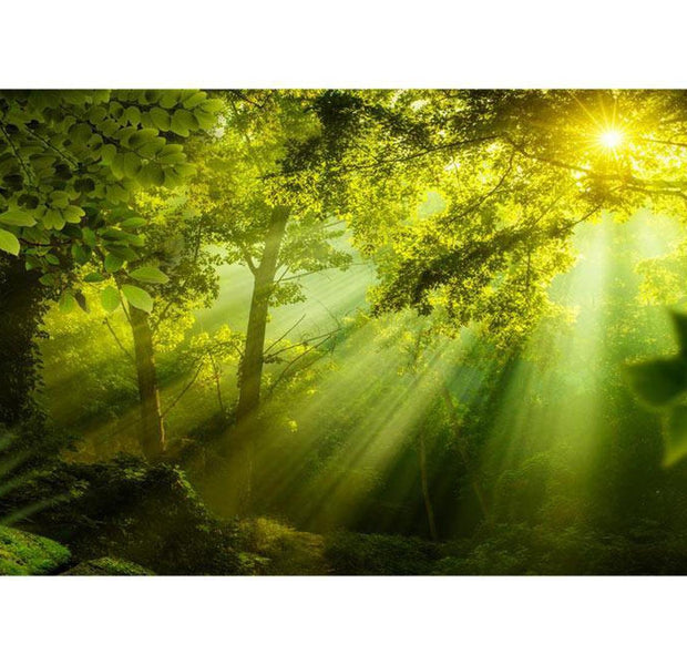 Peel & Stick Forest XXL Wall Mural - In A Secret Forest - Removable Wall Decals