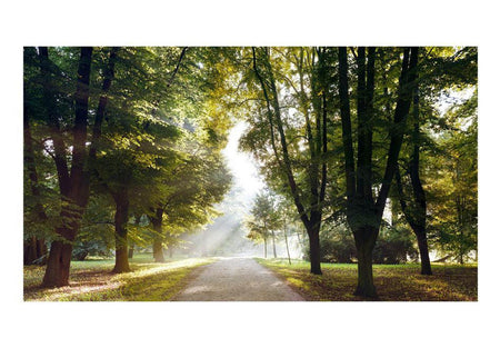 Peel & Stick Forest XXL Wall Mural - Morning Walk - Removable Wall Decals