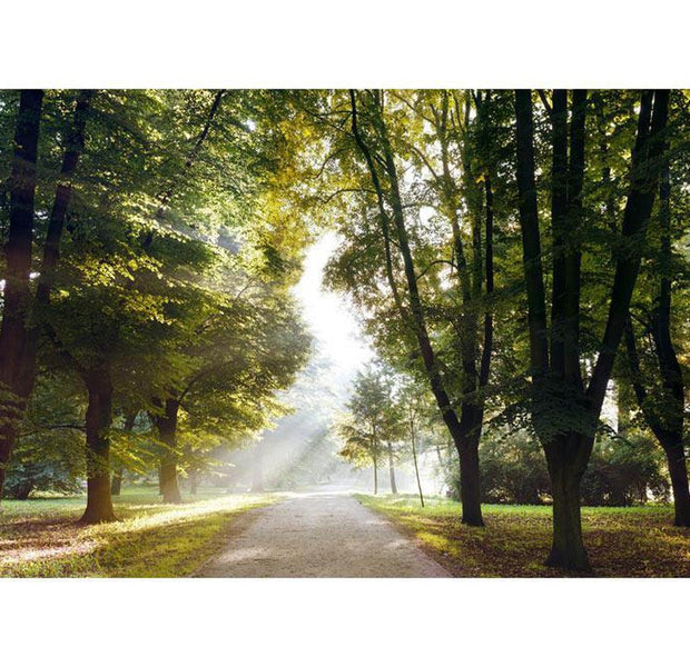 Peel & Stick Forest XXL Wall Mural - Morning Walk - Removable Wall Decals