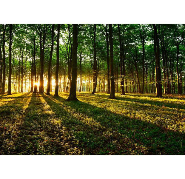 Peel & Stick Forest XXL Wall Mural - Mystical Morning - Removable Wall Decals