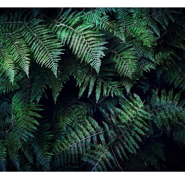 Peel & Stick Nature Wall Mural - Dark Green Fern Leaves - Removable Wall Decals