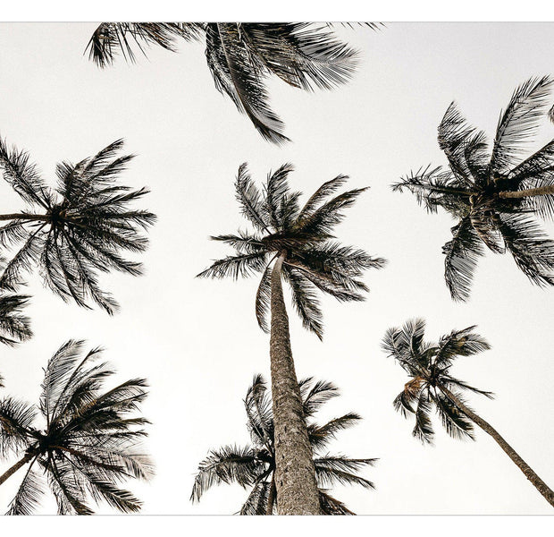 Tropical Wallpaper Wall Mural - Palm Trees