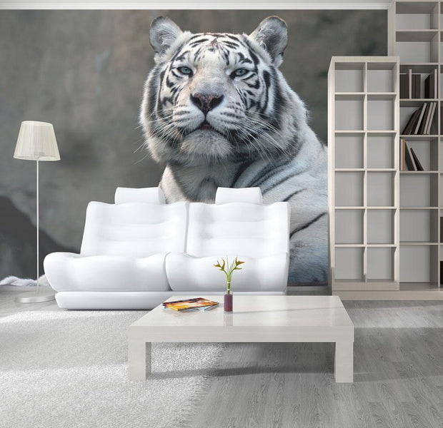 Wall mural - Bengali tiger in zoo-TipTopHomeDecor