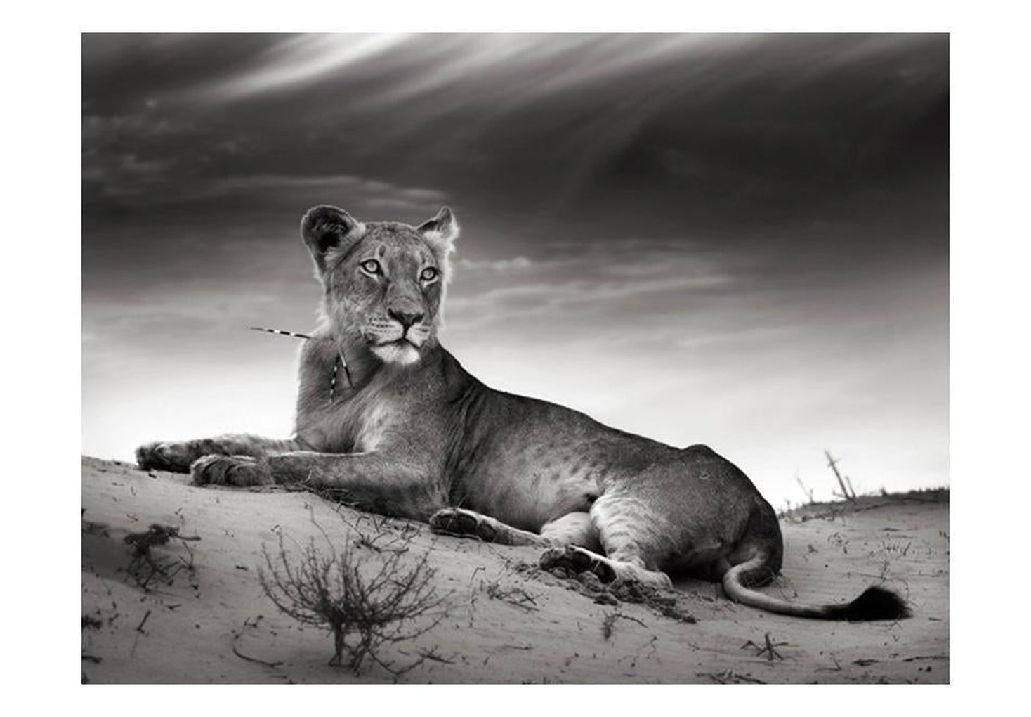 Wall mural - Black and white lioness-TipTopHomeDecor
