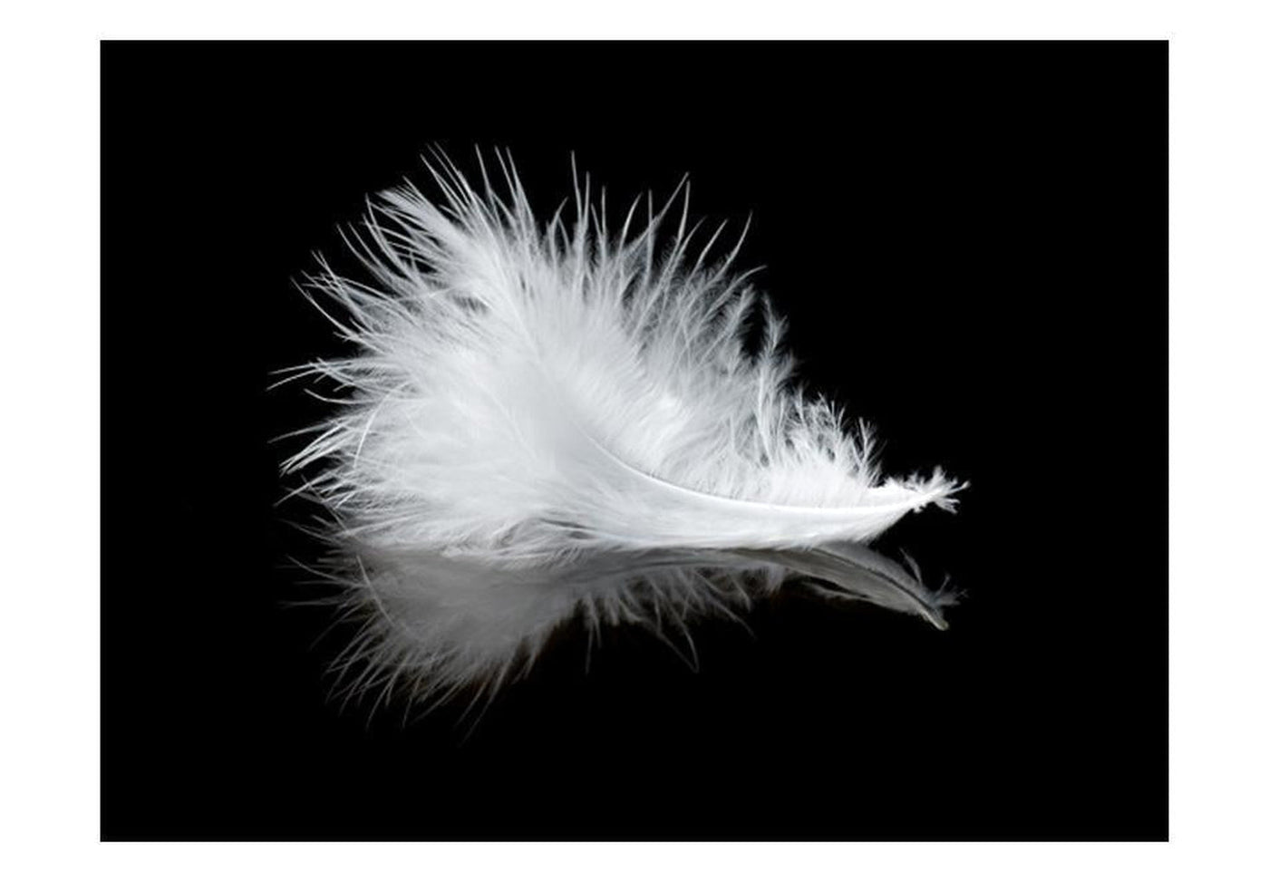 Wall mural - White feather-TipTopHomeDecor