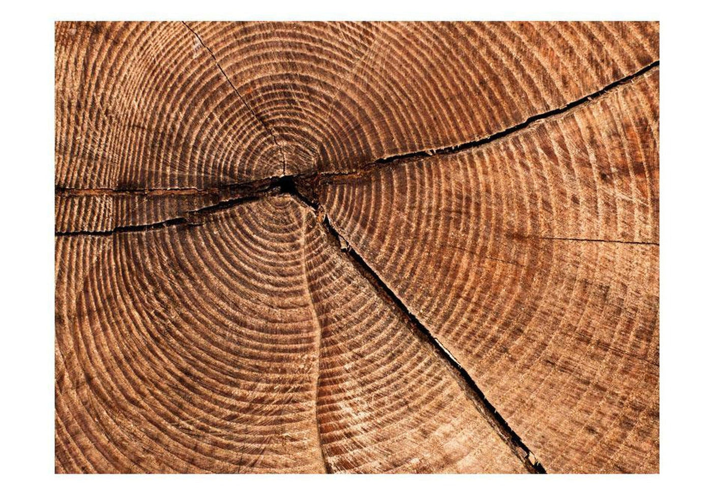 Wall mural - Tree trunk cross section-TipTopHomeDecor