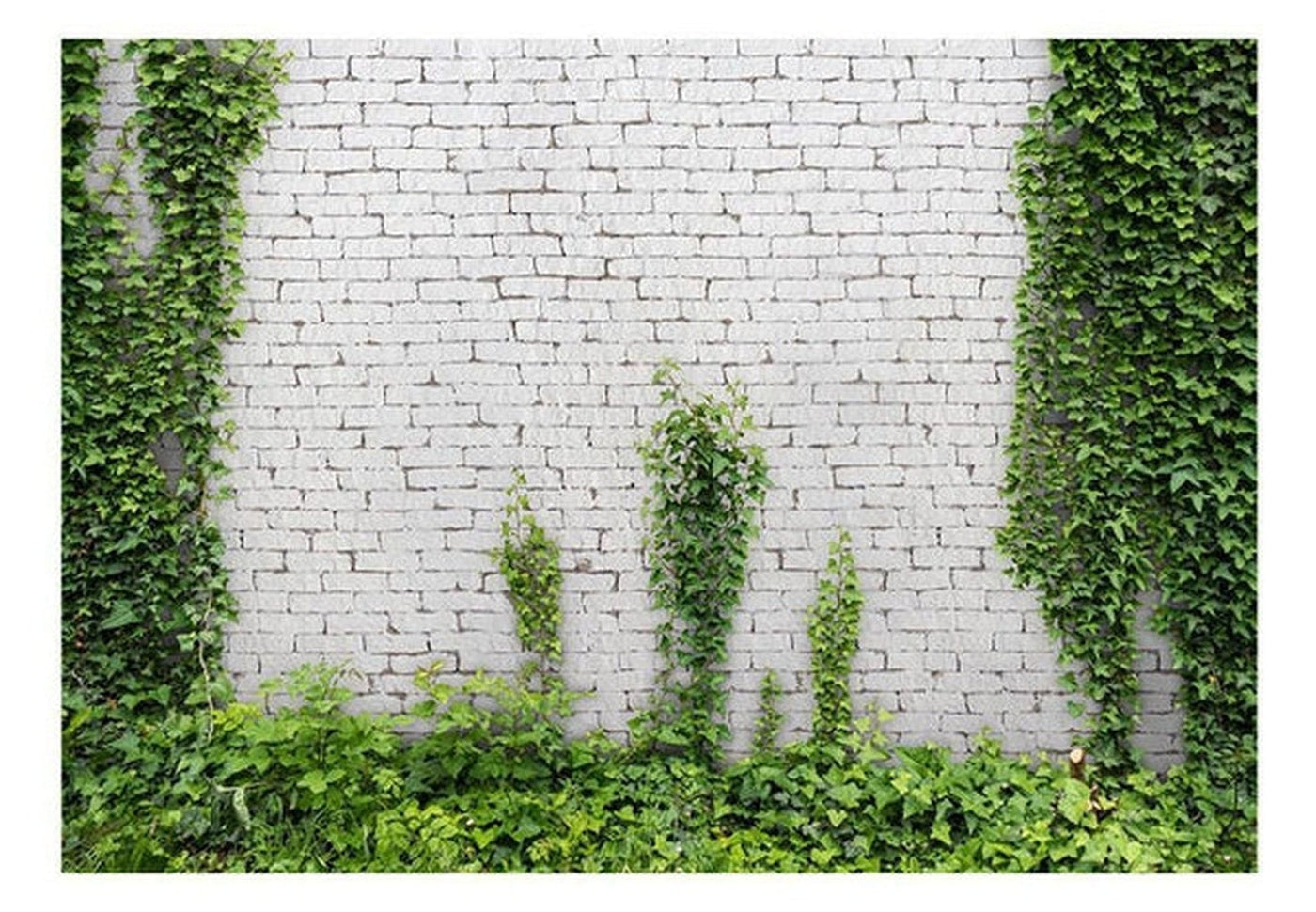 Wall mural - Creeping ivy-TipTopHomeDecor