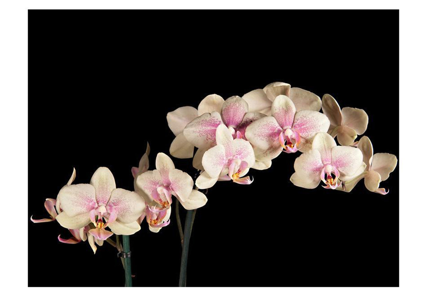 Wall mural - Blooming orchid-TipTopHomeDecor