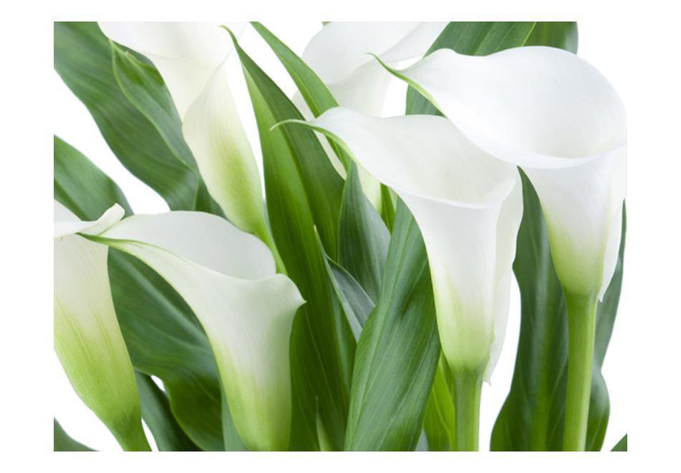 Wall mural - bunch of flowers - callas-TipTopHomeDecor
