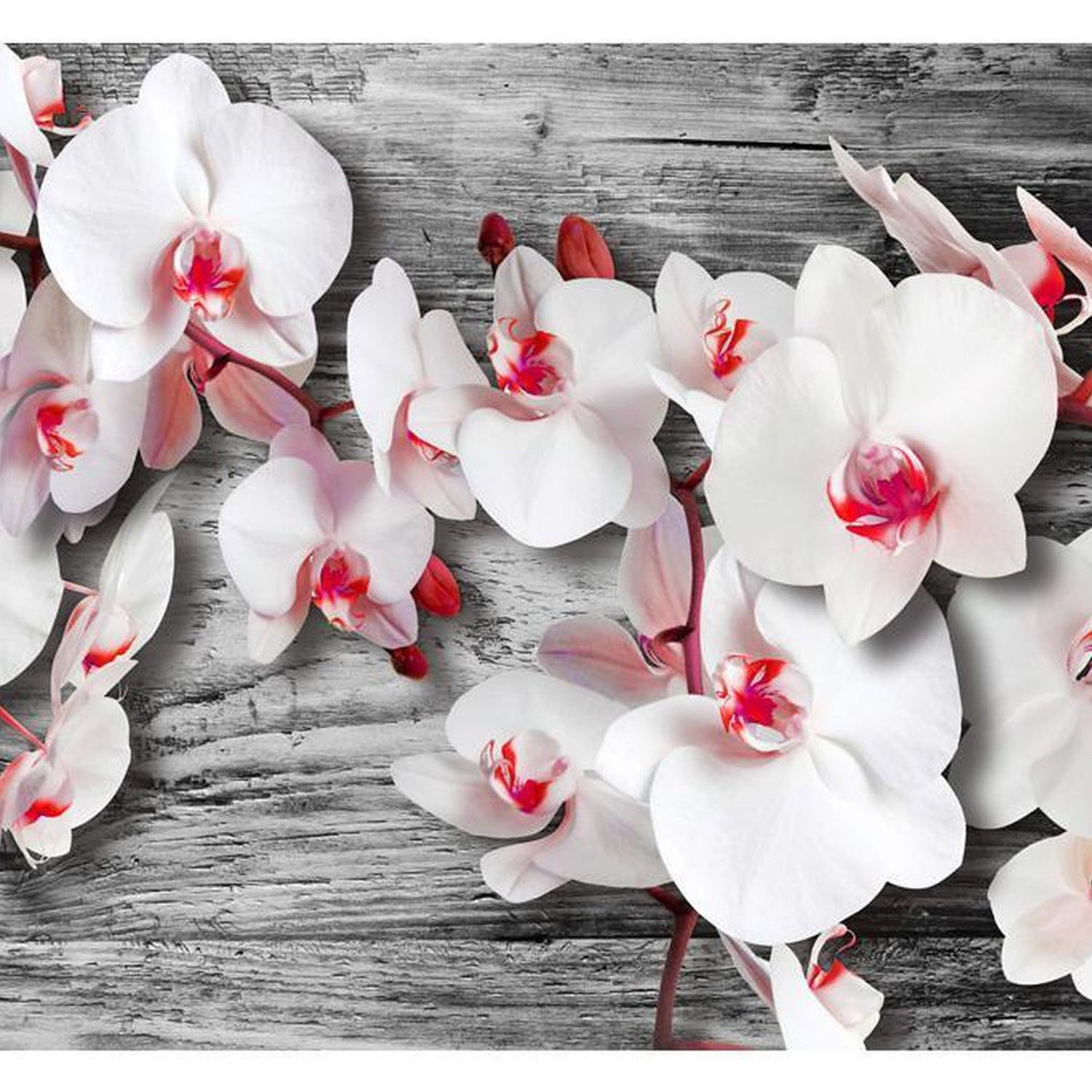 Wall mural - Callous orchids-TipTopHomeDecor