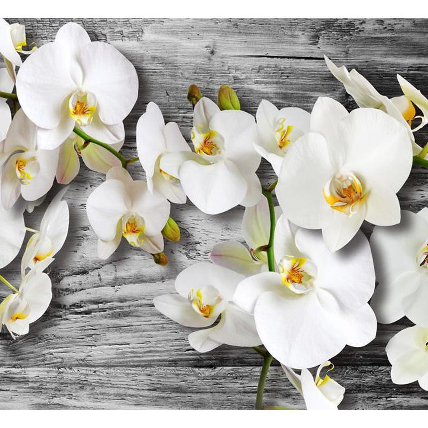 Wall mural - Callous orchids III-TipTopHomeDecor
