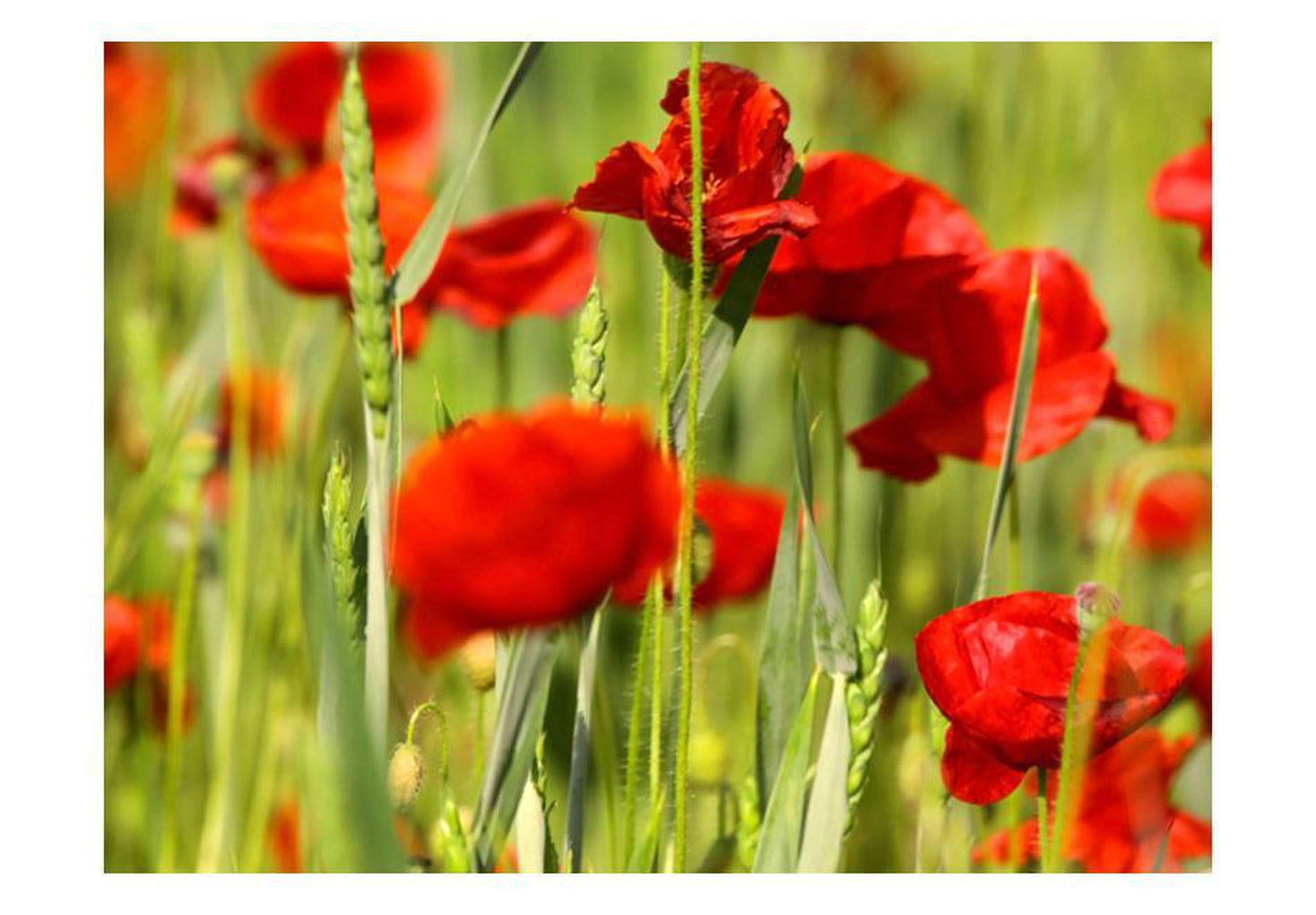 Wall mural - Cereal field with poppies-TipTopHomeDecor