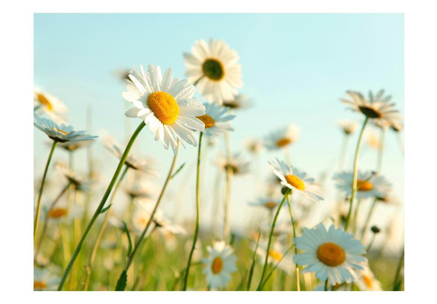 Wall mural - Daisies - spring meadow-TipTopHomeDecor