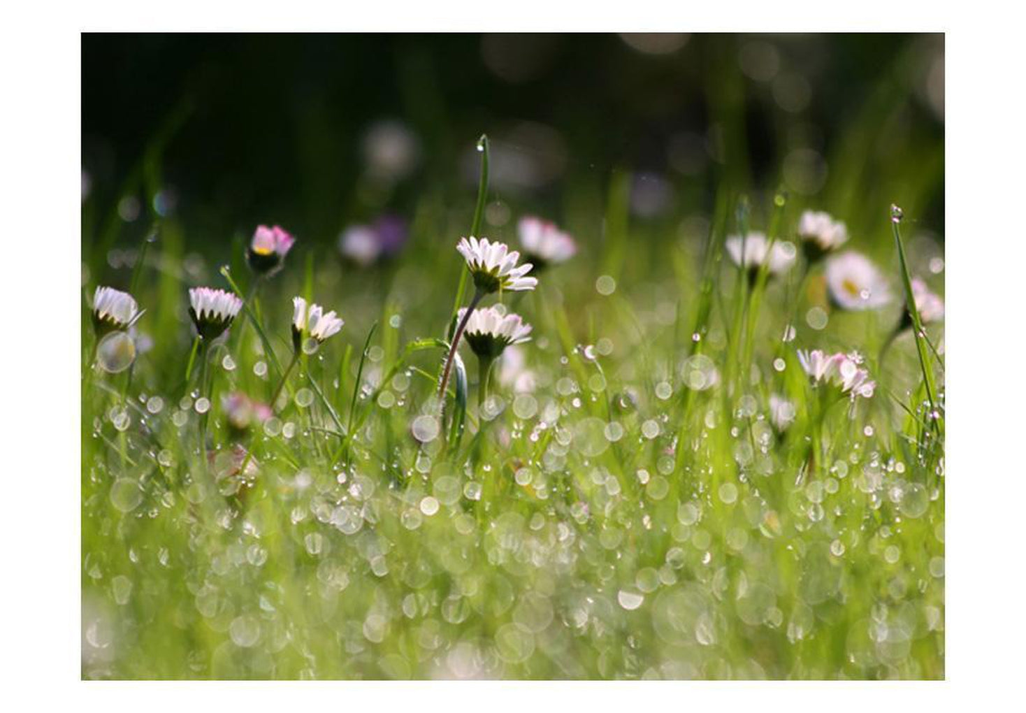 Wall mural - Daisies with morning dew-TipTopHomeDecor