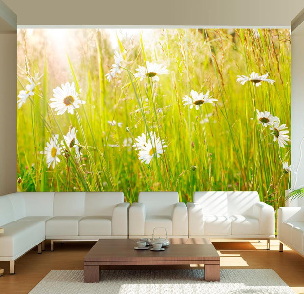 Wall mural - Daisy field-TipTopHomeDecor