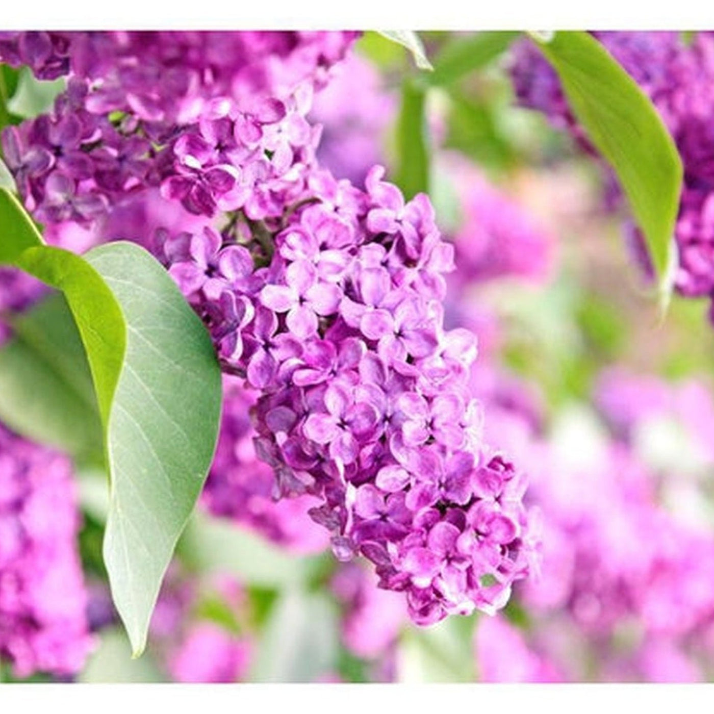 Wall mural - Lilac flowers-TipTopHomeDecor