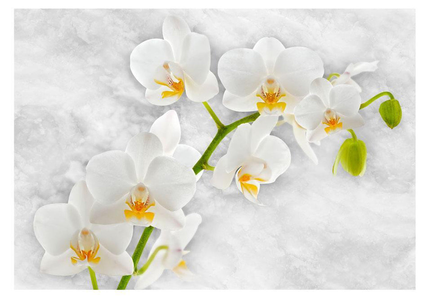 Wall mural - Lyrical orchid - White-TipTopHomeDecor