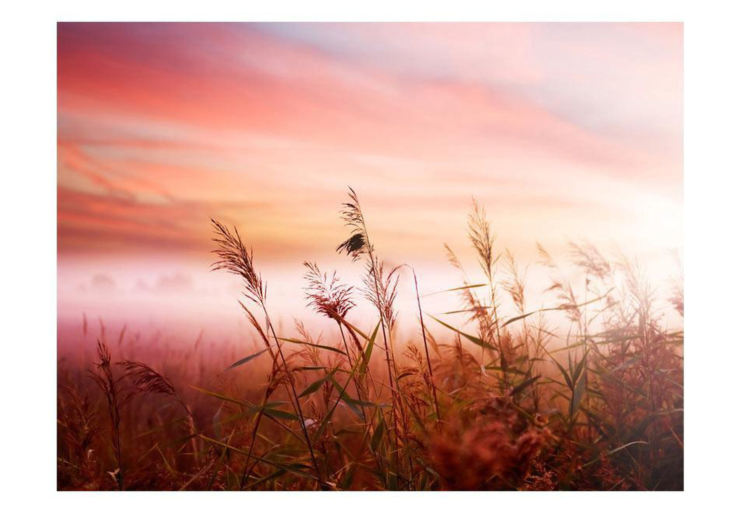 Wall mural - Morning meadow-TipTopHomeDecor