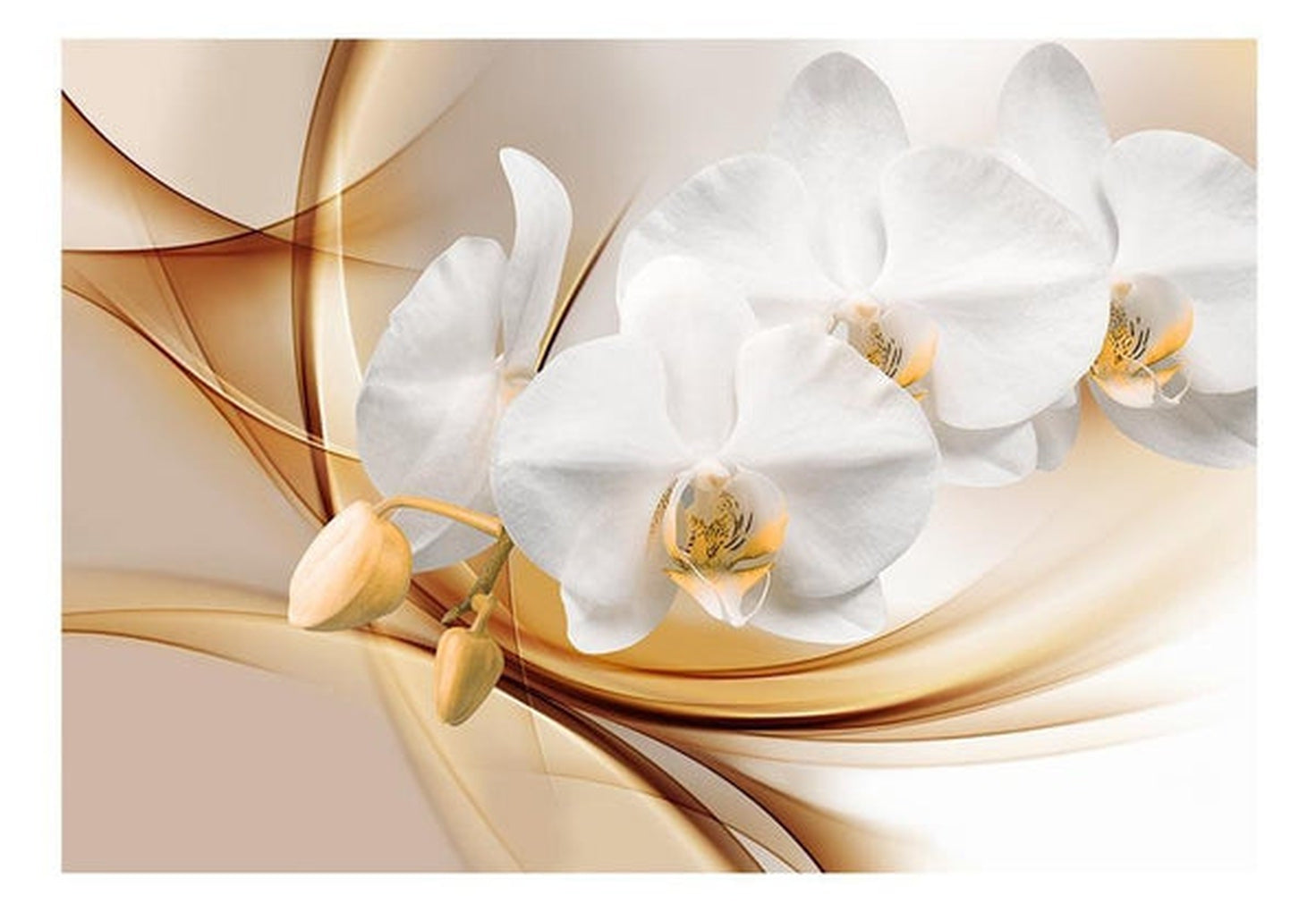 Wall mural - Orchid blossom-TipTopHomeDecor