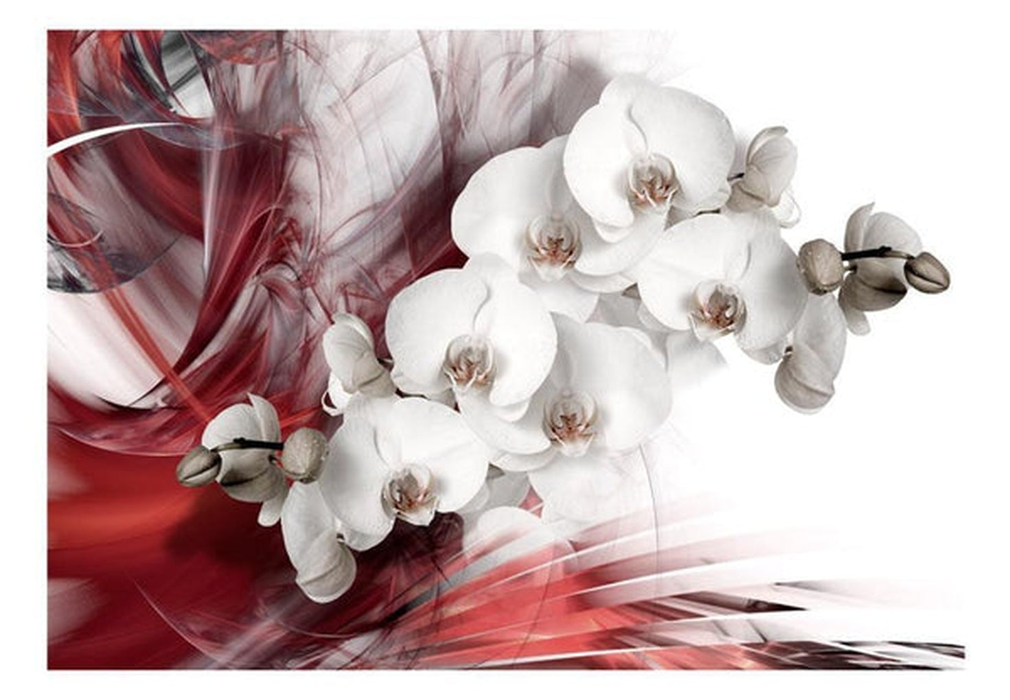 Wall mural - Orchid in red-TipTopHomeDecor