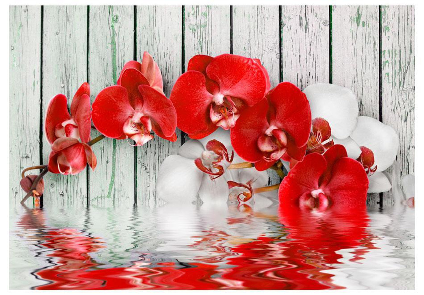 Wall mural - Ruby orchid-TipTopHomeDecor