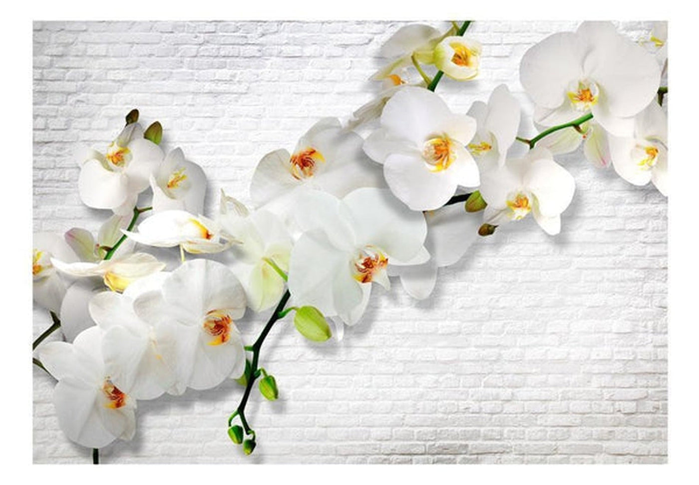 Wall mural - The Urban Orchid-TipTopHomeDecor