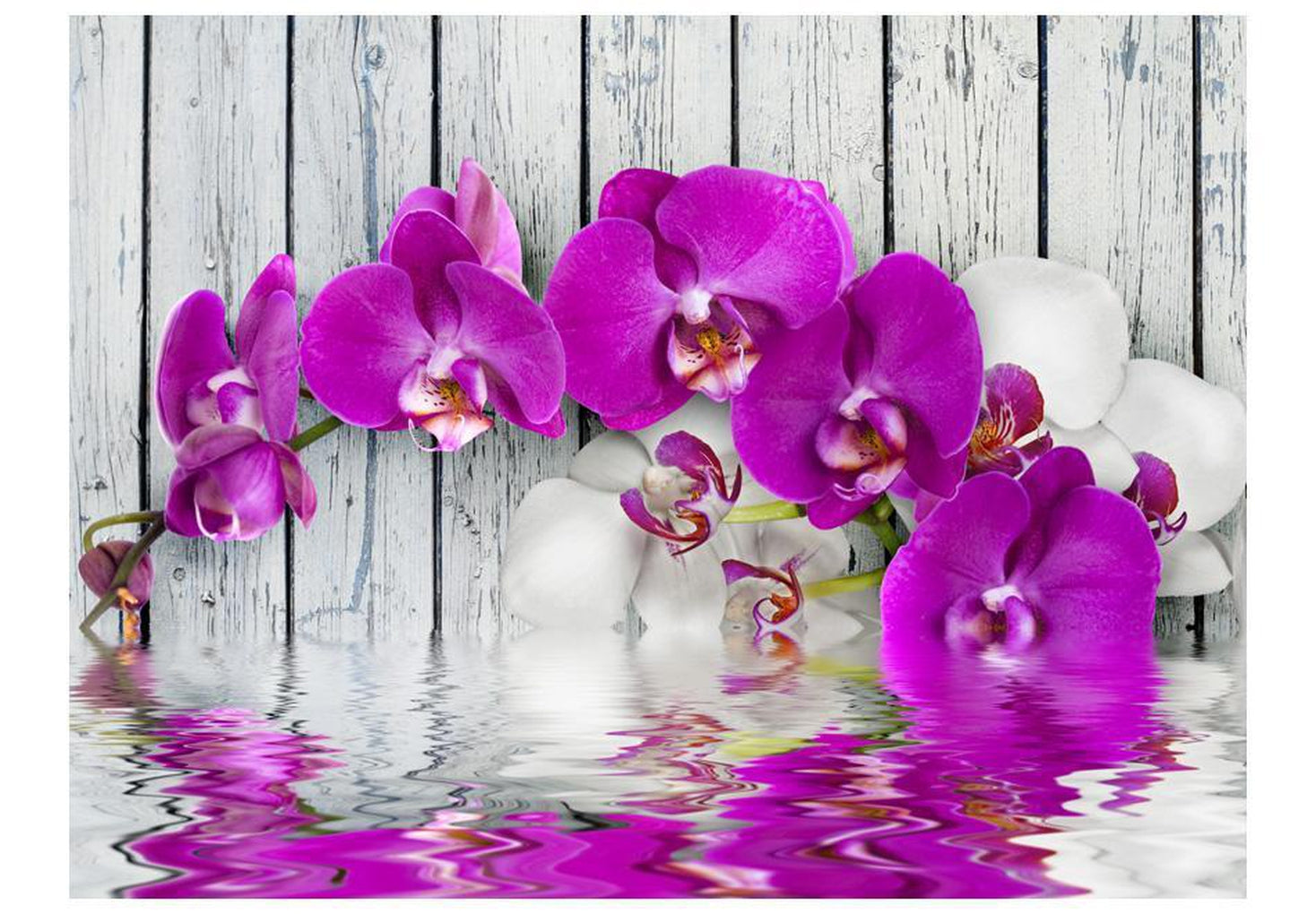 Wall mural - Violet orchids with water reflexion-TipTopHomeDecor