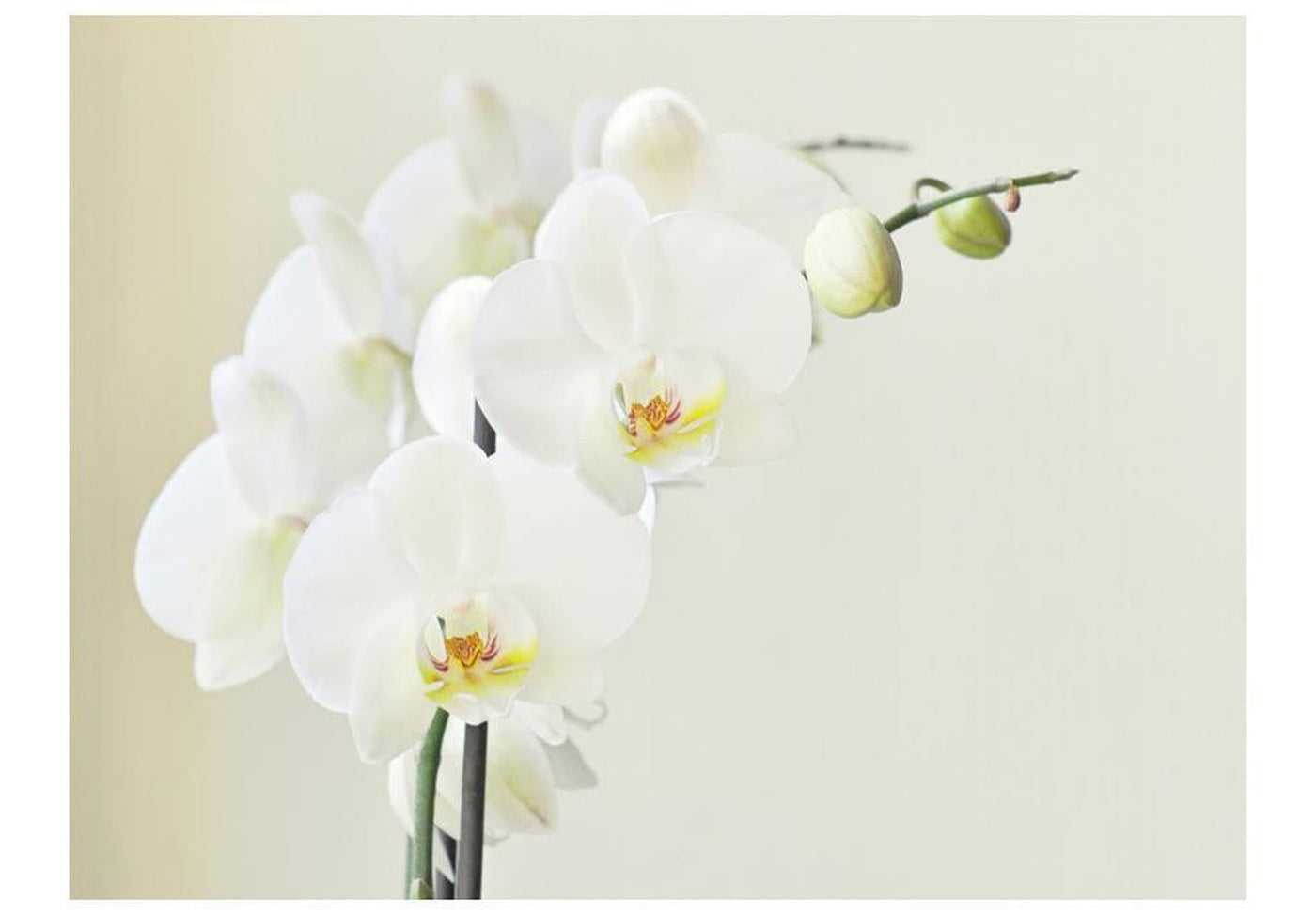 Wall mural - White orchid-TipTopHomeDecor