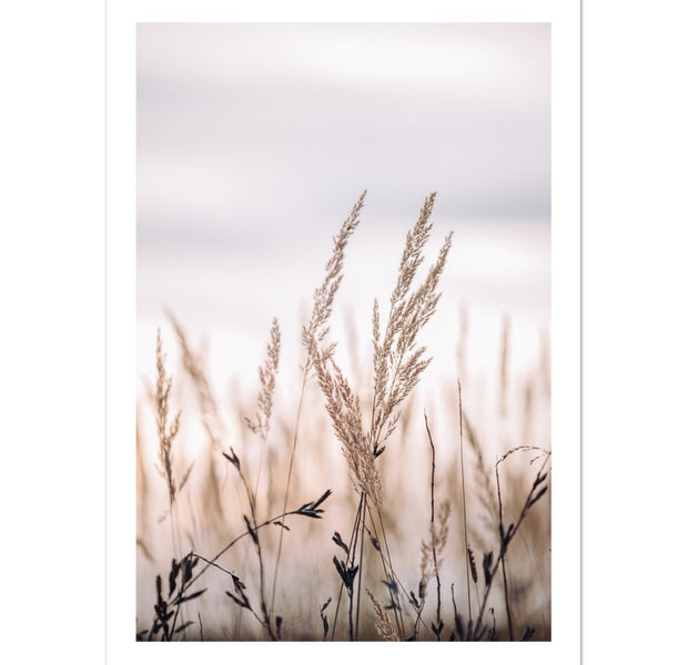 Beige Boho Pampas Grass Poster
