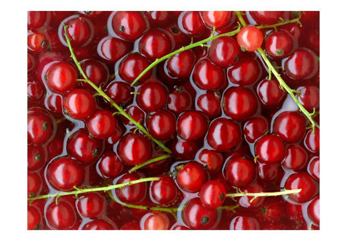 Wall mural - Redcurrants bathed in water-TipTopHomeDecor