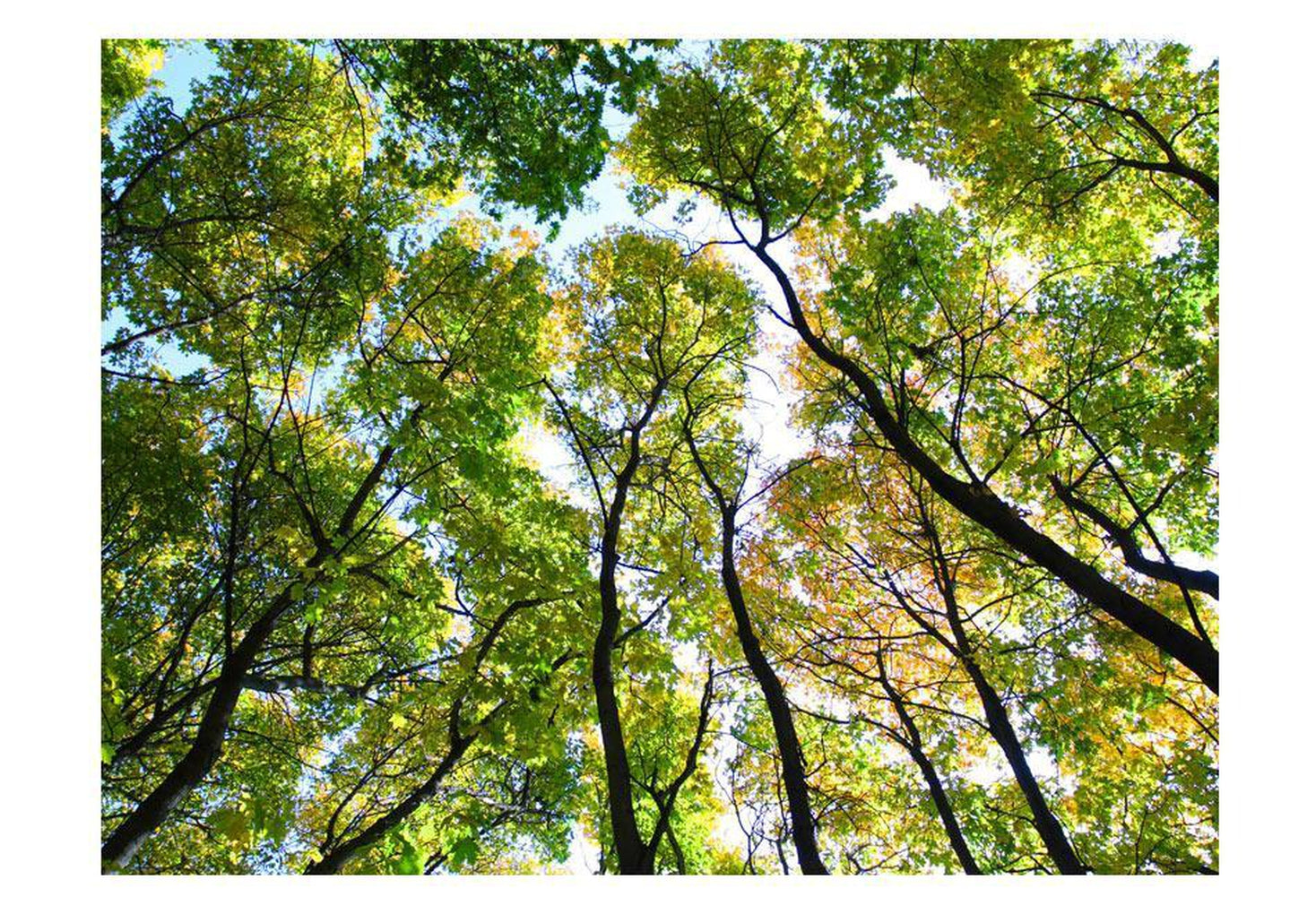 Wall mural - Looking up at the trees-TipTopHomeDecor