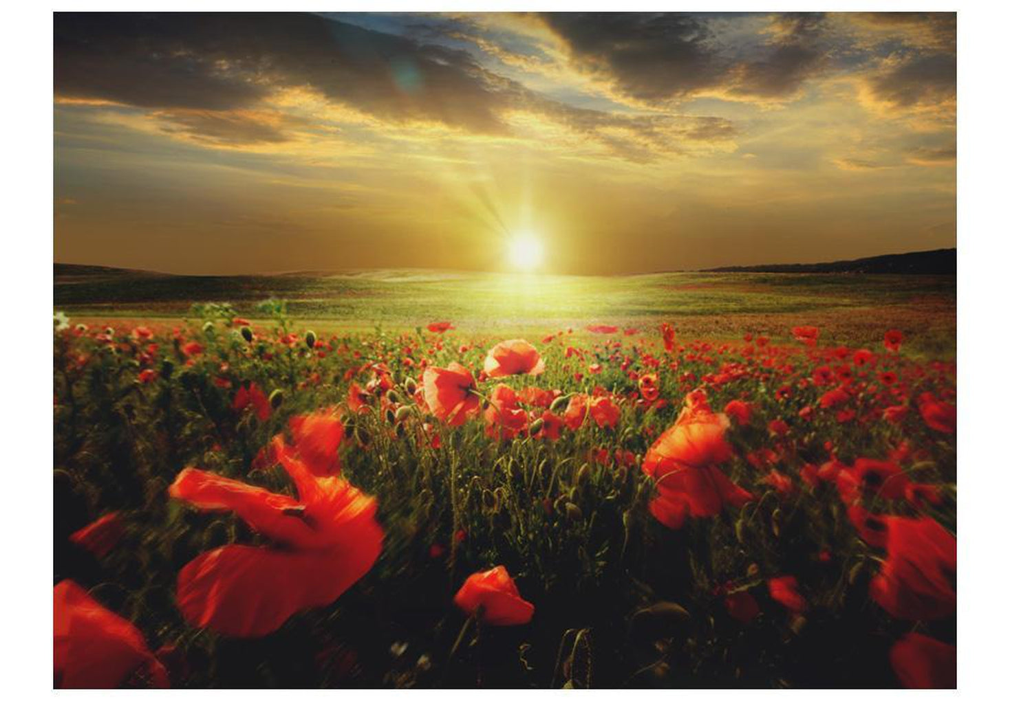 Wall mural - Morning on the poppy meadow-TipTopHomeDecor
