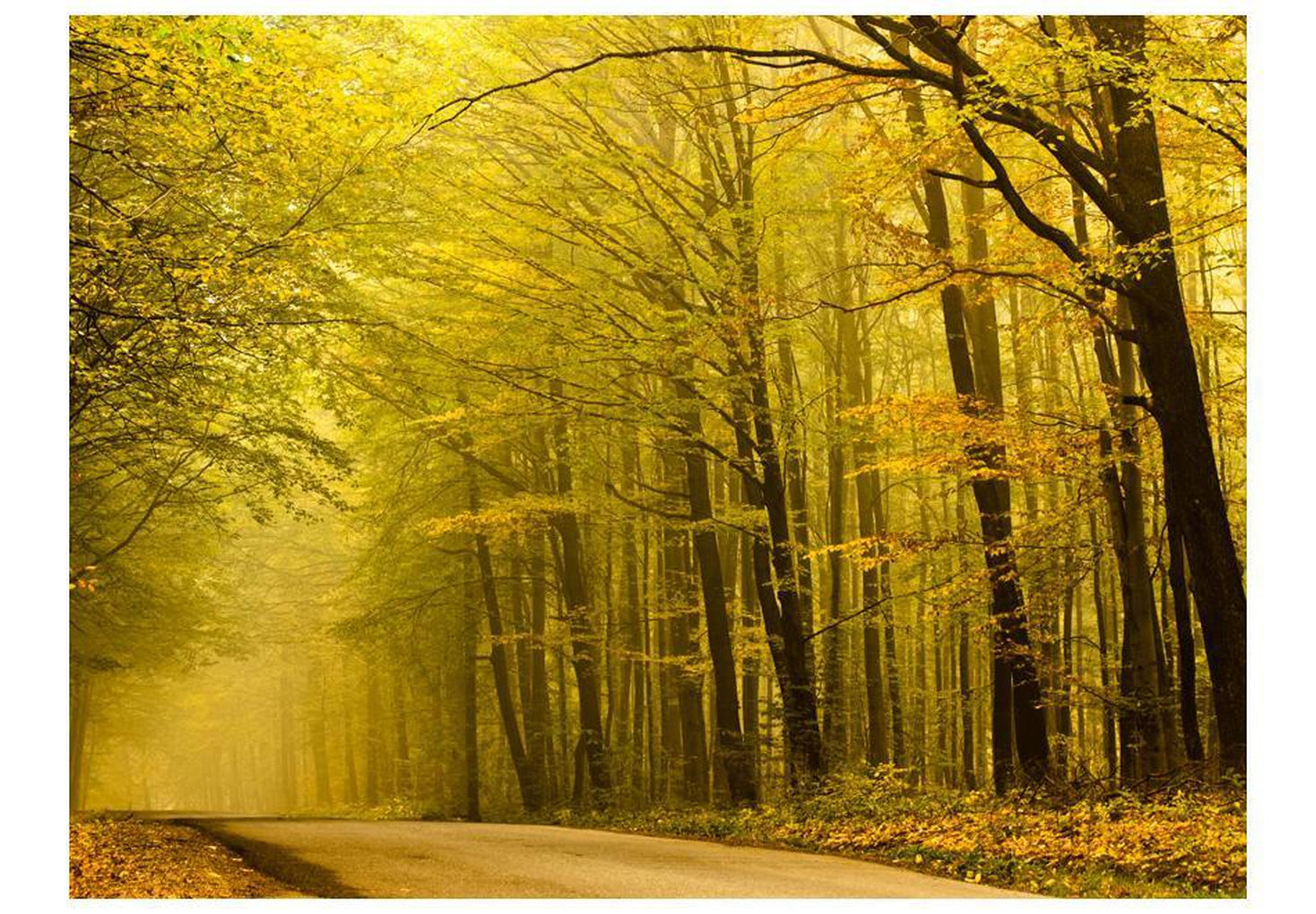 Wall mural - Road in autumn forest-TipTopHomeDecor