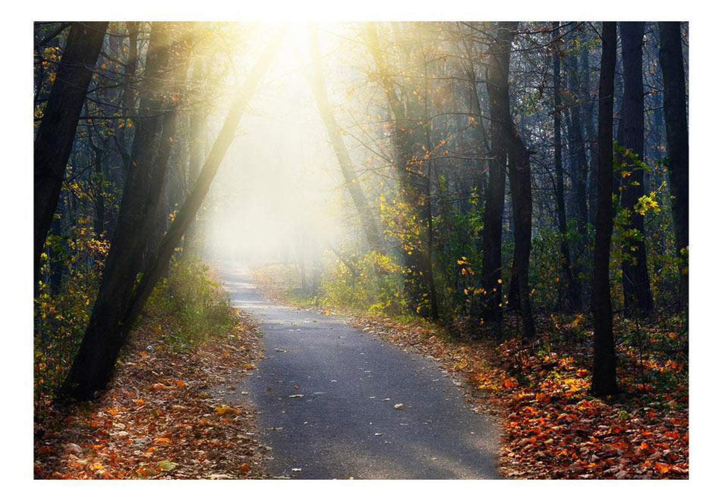 Wall mural - Road through the Forest-TipTopHomeDecor