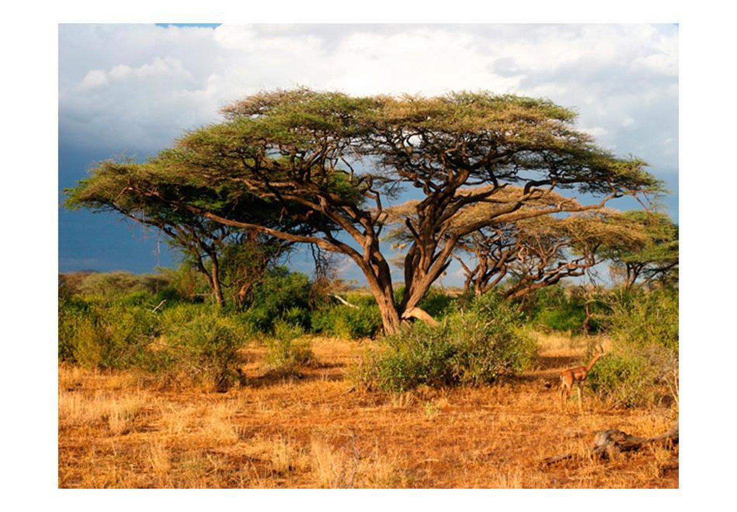 Wall mural - Samburu National Reserve, Kenya-TipTopHomeDecor