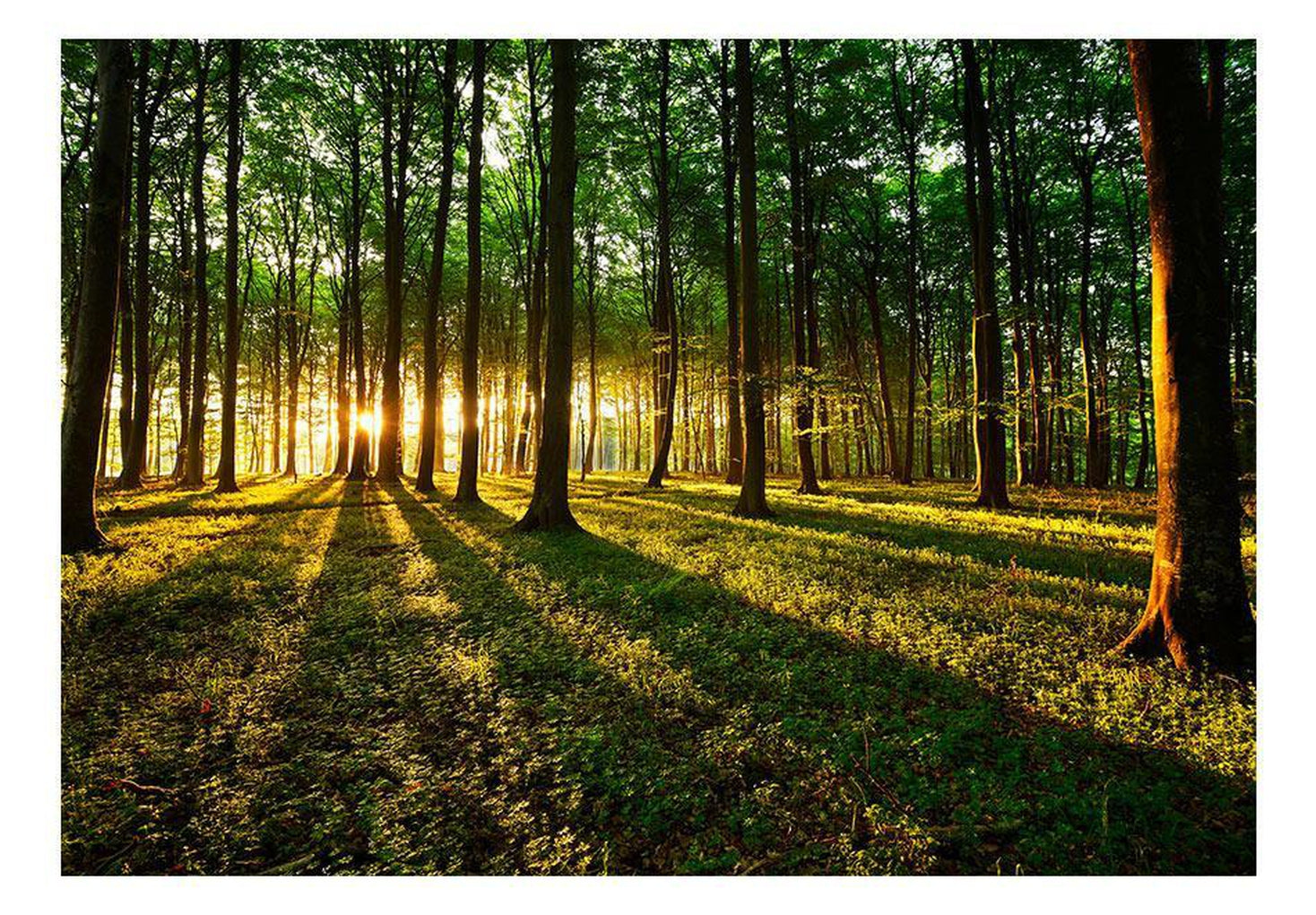 Wall mural - Spring: Morning in the Forest-TipTopHomeDecor