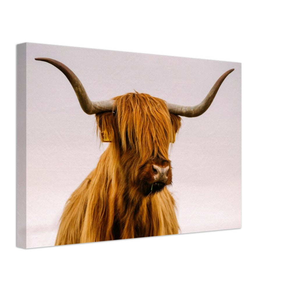 Stretched Canvas Animal Art - Highland Cow