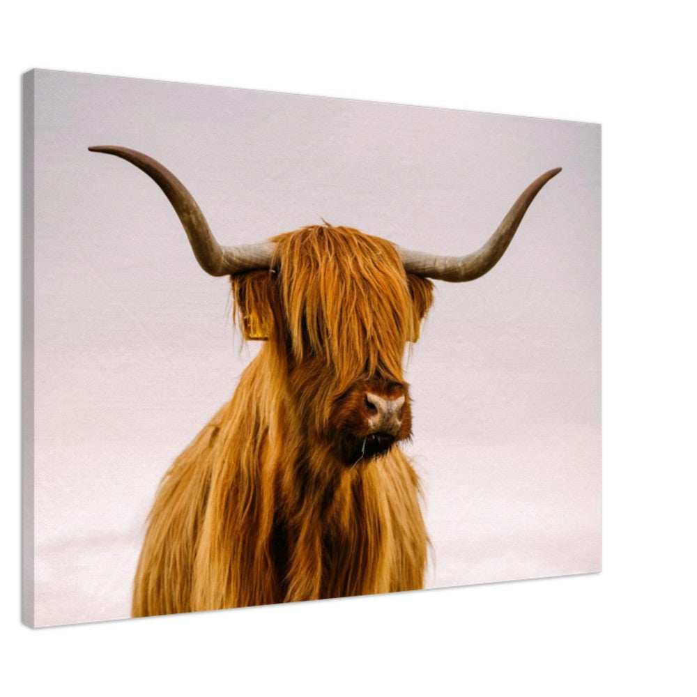 Stretched Canvas Animal Art - Highland Cow