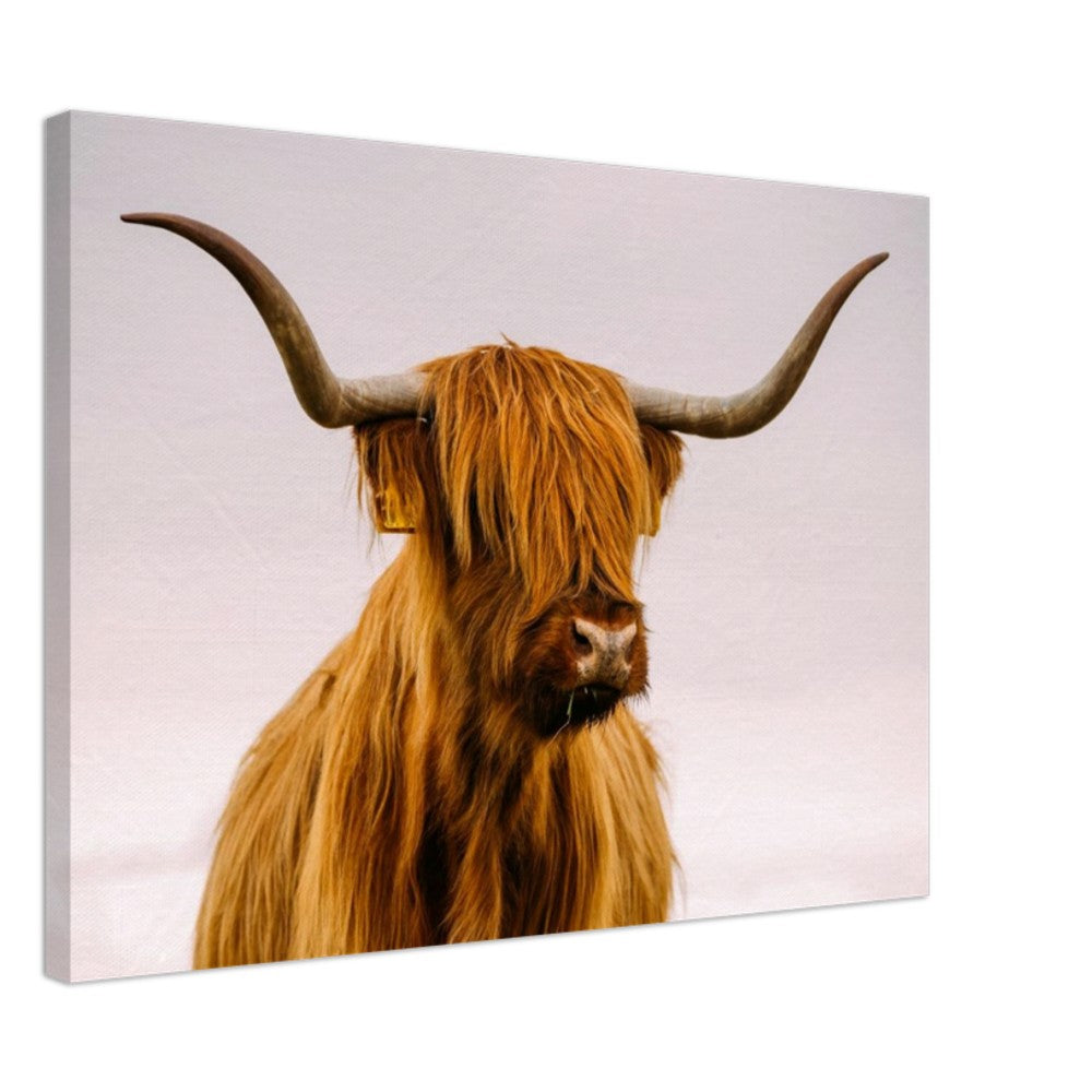 Stretched Canvas Animal Art - Highland Cow