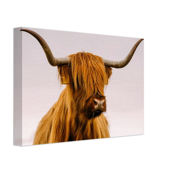 Stretched Canvas Animal Art - Highland Cow