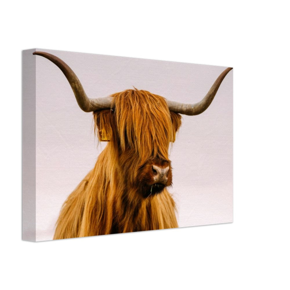 Stretched Canvas Animal Art - Highland Cow