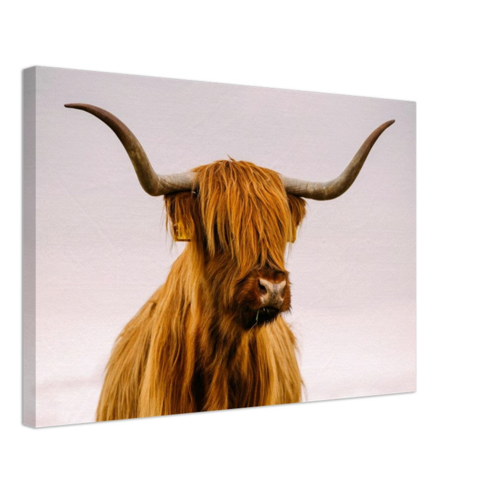 Stretched Canvas Animal Art - Highland Cow