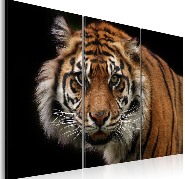 Stretched Canvas Animal Art - A Wild Tiger-Tiptophomedecor