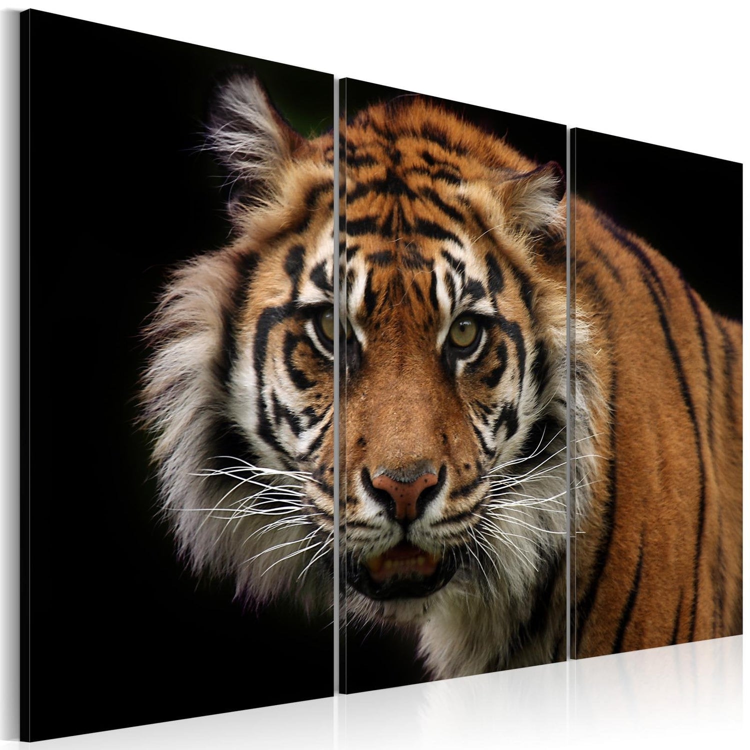 Stretched Canvas Animal Art - A Wild Tiger-Tiptophomedecor