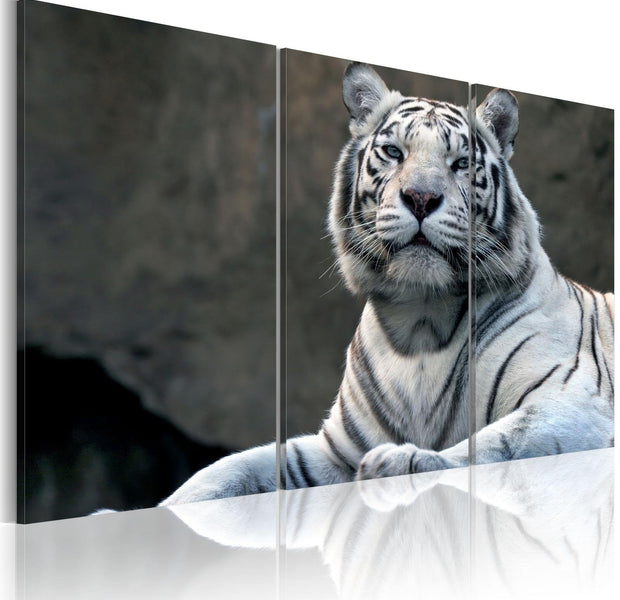 Stretched Canvas Animal Art - White Tiger-Tiptophomedecor
