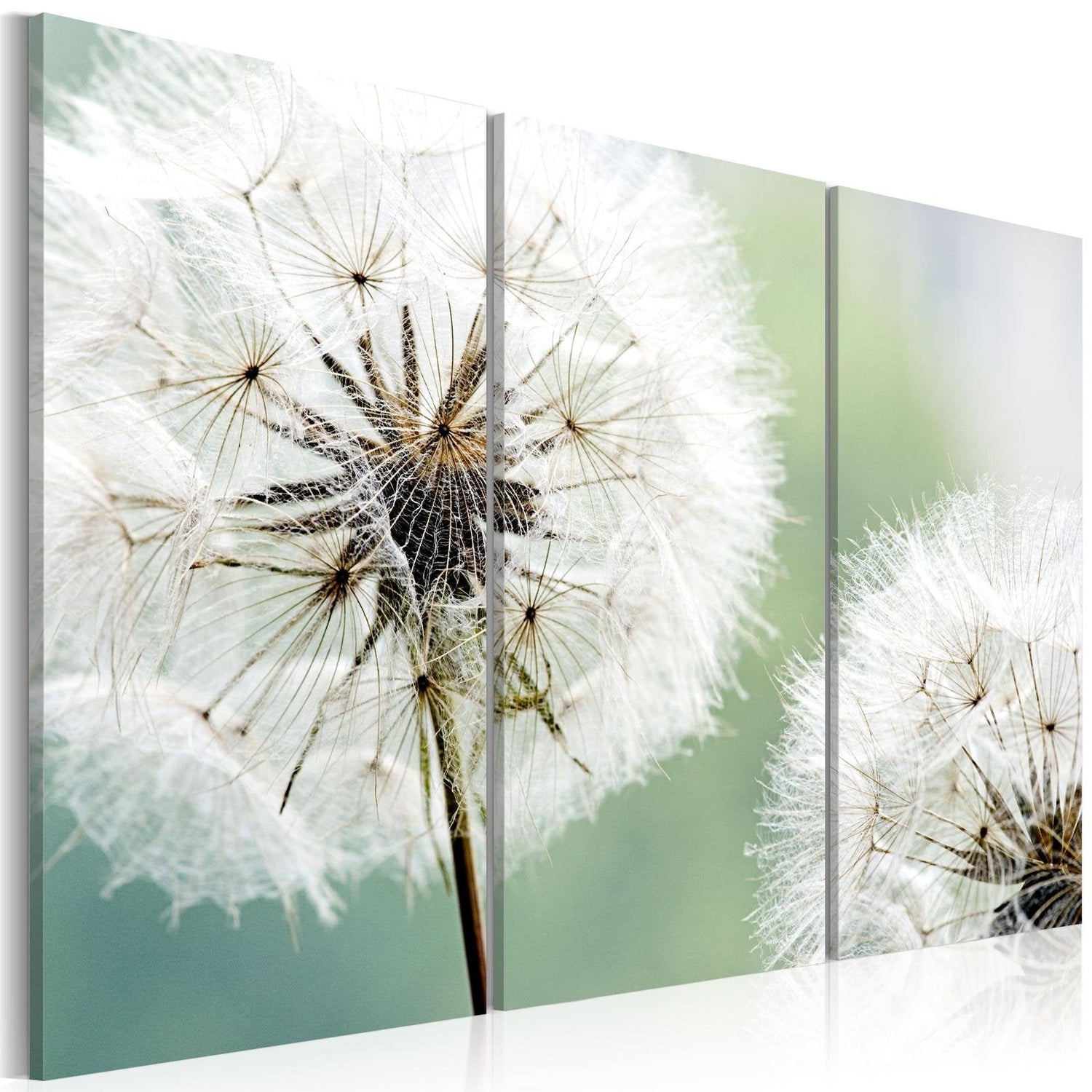 Stretched Canvas Floral Art - Fluffy Dandelions-Tiptophomedecor